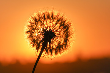 White dandelions on sunset background
