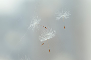 Dandelion flying parachutes stuck in a web
