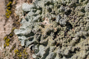 Lichen on tree branch. Lichen grows on rotten wood