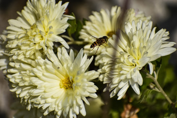 white flowers on green background