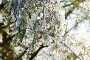 Detail of pine needles and cone encased in ice after ice storm seen during a late winter sunny morning, Quebec City, Quebec, Canada