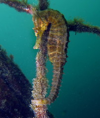 Close up of a wild yellow colored Whites seahorse (Hippocampus Whitei) clinging at the shark net of Watsons Bay aquatic pool