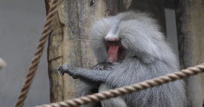 A Hamadryas Baboon sitting on a tree cleaning himself 