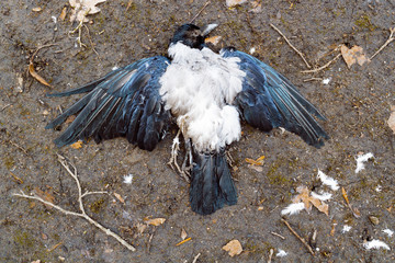 Last flying of a dead gray crow that lies on the brown, damp ground with its beautifully outstretched wings, surrounded by broken branches, feathers, and other organic debris. Wildlife, background  - Powered by Adobe