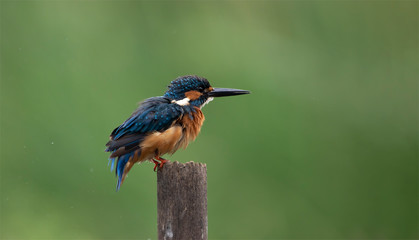 Common Kingfisher Portrait on Green Background