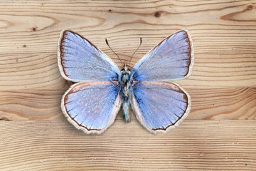Obraz na płótnie Canvas Butterfly.