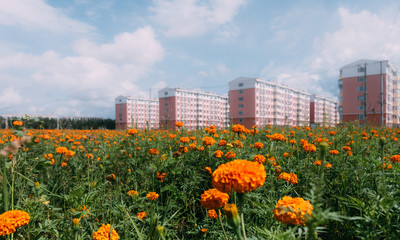 beautiful Sea of Chrysanthemums with residential buildings