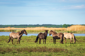 Naklejka na ściany i meble Semi-wild herd of horses Konik Polski grazing in the lakeside meadows of nature park 