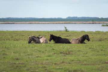 Semi-wild herd of horses Konik Polski resting in the lakeside meadows of nature park "Engure Lake", Latvia, on sunny spring day © Ilga