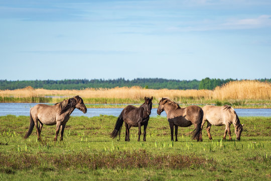 Semi-wild herd of horses Konik Polski grazing in the lakeside meadows of nature park "Engure Lake", Latvia, on sunny spring day