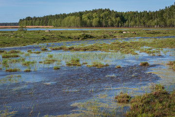 The lakeside meadows of nature park 