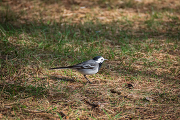 Obraz premium White wagtail perched on the ground in forest