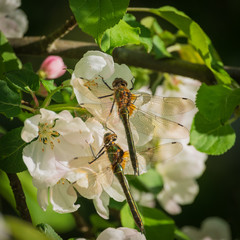 Close-up of two downy emerald dragonflies sitting on white and pink apple blossoms on sunny spring day