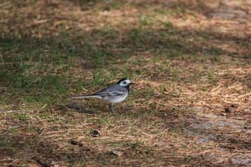 White wagtail perched on the ground in forest