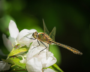 Close-up of downy emerald dragonfly sitting on white and pink apple blossoms on sunny spring day
