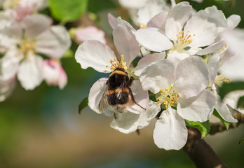 Closeup of bumblebee sitting on white and pink apple tree flowers among fresh green leaves © Ilga