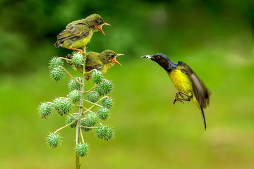 hummingbird in flight