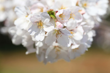 桜の花（ソメイヨシノ）