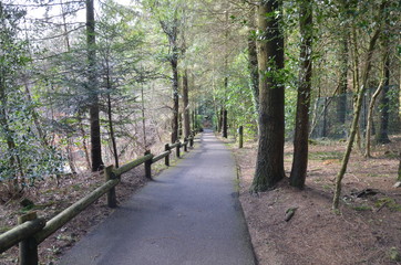 Forest Pathway