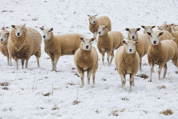 Sheep in Winter