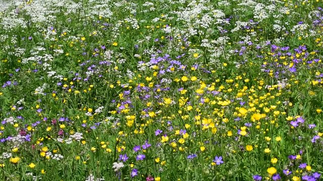 Colourful wildflowers in Alpine meadow in the Alps in summer