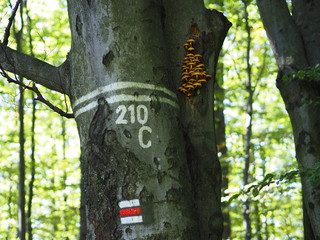 Tourist roads in Czech Republic 