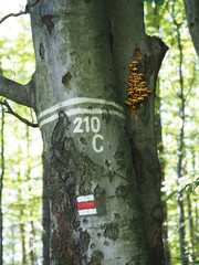 Tourist roads in Czech Republic 