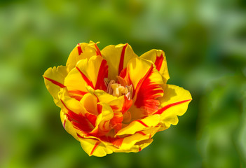  Multi colors tulip