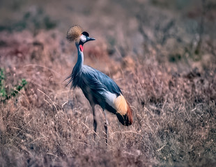 Grey crowned crane