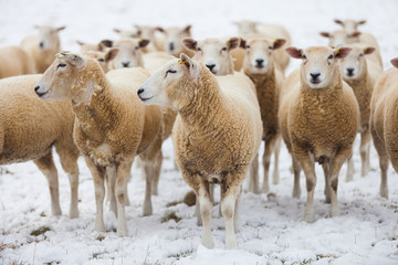 Sheep in Winter