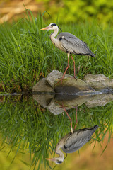 Still grey heron, ardea cinerea, standing on a rock on river bank at summer sunset. Fauna of water habitats in vertical composition with copy space. Bird with long legs and beak in nature.