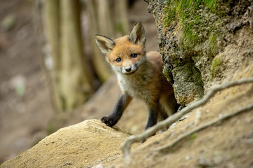 Beautiful red fox, vulpes vulpes, cub standing near tree and smiling in spring forest. Wild animal with positive emotions from front view with copy space.