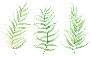 set of three green tropical leaves, watercolor hand drawn  illustration on white background