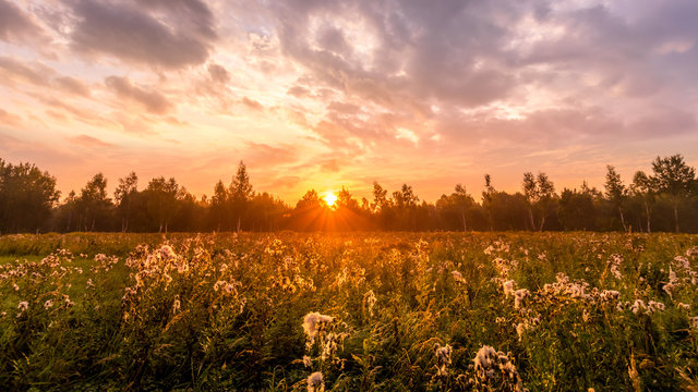 Sunrise on a field covered with wild flowers in summer season with fog and trees with a cloudy sky background in morning. Landscape. © Evgenii Emelianov