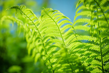 Symbol Wildlife Ecology. Green ecological wildlife concept background. Green leaf of fern in the sun. Wildlife concept. Green Leaf Fern. Ecology concept. - obrazy, fototapety, plakaty