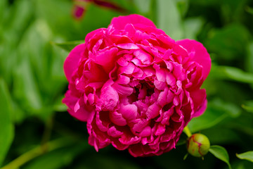Peony rose renaissance after rain close-up. Red Spring Flower. Selective focus on Peony Flower. Peony close-up. Money flower of happiness.