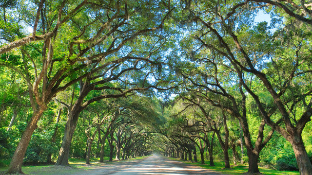 wormsloe plantation savannah oak tree lined dirt road