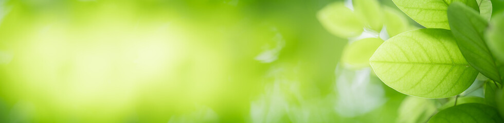 Nature of green leaf in garden at summer. Natural green leaves plants using as spring background cover page greenery environment ecology wallpaper