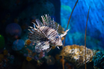 Beautiful lionfish swimming underwater