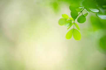 Nature of green leaf in garden at summer. Natural green leaves plants using as spring background cover page greenery environment ecology wallpaper