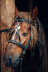 Sad face of a horse in harness. The horse is tied to a wooden post with his eyes closed.