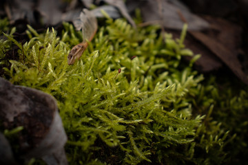 Green young moss in the forest on an old rotten fallen tree in spring close-up