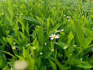  White flowers in a garden