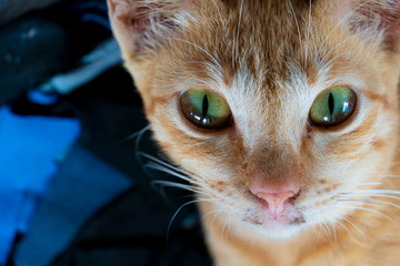 The orange cat eyes turned.