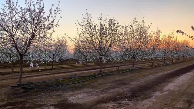 Apricot tree fields of white blossoms at sunset on California Blossom Trail