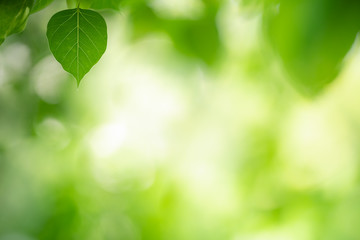 Obraz premium Nature of green leaf in garden at summer. Natural green leaves plants using as spring background cover page greenery environment ecology wallpaper