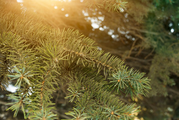 Coniferous spruce branches. forest vegetation