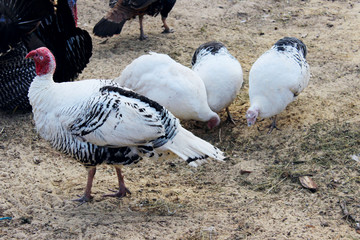 Turkey female or gobbler closeup walking outside. Shot of a Turkey or Gobbler on a farm. Birds, Farm Background.
