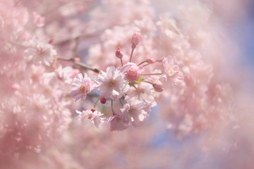 桜の花（八重紅枝垂）
