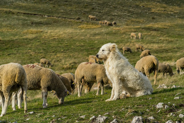 Fototapeta premium flock of sheep